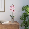 image:imageMikasa Artificial Orchid in Pot Real Touch Phalaenopsis Orchid Embossed Weave Cement Pot 16Inch Single Branch Watercolor PinkWatercolor Pink
