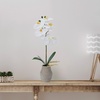 image:imageMikasa Artificial Orchid in Pot Real Touch Phalaenopsis Orchid Embossed Weave Cement Pot 16Inch Single Branch Watercolor PinkWhiteYellow