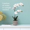 image:imageMikasa Artificial Orchid in Pot Real Touch Phalaenopsis Orchid Embossed Weave Cement Pot 16Inch Single Branch Watercolor PinkWhiteYelow