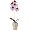 image:imageMikasa Artificial Orchid in Pot Real Touch Phalaenopsis Orchid Faux Aged Cement Pot 22Inch Double Branch WhitePinkPink Spot