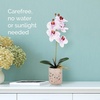 image:imageMikasa Artificial Orchid in Pot Real Touch Phalaenopsis Orchid Faux Aged Cement Pot 22Inch Double Branch WhitePinkPink Spot