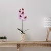 image:imageMikasa Artificial Orchid in Pot Real Touch Phalaenopsis Orchid Faux Aged Cement Pot 22Inch Double Branch WhitePinkPink Spot