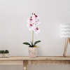 image:imageMikasa Artificial Orchid in Pot Real Touch Phalaenopsis Orchid Faux Aged Cement Pot 22Inch Double Branch WhitePinkPink Spot