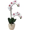 image:imageMikasa Artificial Orchid in Pot Real Touch Phalaenopsis Orchid Faux Aged Cement Pot 22Inch Double Branch WhitePinkWhitePink