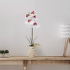 image:imageMikasa Artificial Orchid in Pot Real Touch Phalaenopsis Orchid Faux Aged Cement Pot 22Inch Double Branch WhitePinkWhitePink