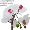 image:imageMikasa Artificial Orchid in Pot Real Touch Phalaenopsis Orchid Faux Aged Cement Pot 22Inch Double Branch WhitePinkWhitePink