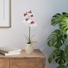 image:imageMikasa Artificial Orchid in Pot Real Touch Phalaenopsis Orchid Faux Aged Cement Pot 22Inch Double Branch WhitePinkWhitePink