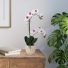 image:imageMikasa Artificial Orchid in Pot Real Touch Phalaenopsis Orchid Faux Aged Cement Pot 22Inch Double Branch WhitePinkWhitePink