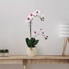 image:imageMikasa Artificial Orchid in Pot Real Touch Phalaenopsis Orchid Faux Aged Cement Pot 22Inch Double Branch WhitePinkWhitePink