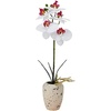 image:imageMikasa Artificial Orchid in Pot Real Touch Phalaenopsis Orchid Faux Aged Cement Pot 22Inch Double Branch WhitePinkWhitePink