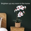 image:imageMikasa Artificial Orchid in Pot Real Touch Phalaenopsis Orchid Embossed Caning Cement Pot 16Inch Single Branch RosewoodWhitePink