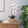 image:imageMikasa Artificial Orchid in Pot Real Touch Phalaenopsis Orchid Embossed Caning Cement Pot 16Inch Single Branch RosewoodWhitePink