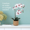 image:imageMikasa Artificial Orchid in Pot Real Touch Phalaenopsis Orchid Embossed Caning Cement Pot 16Inch Single Branch RosewoodWhitePink